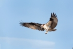 Birds-of-Prey;Breeding-Plumage;Flying-Bird;Osprey;Pandion-haliaetus;action;activ